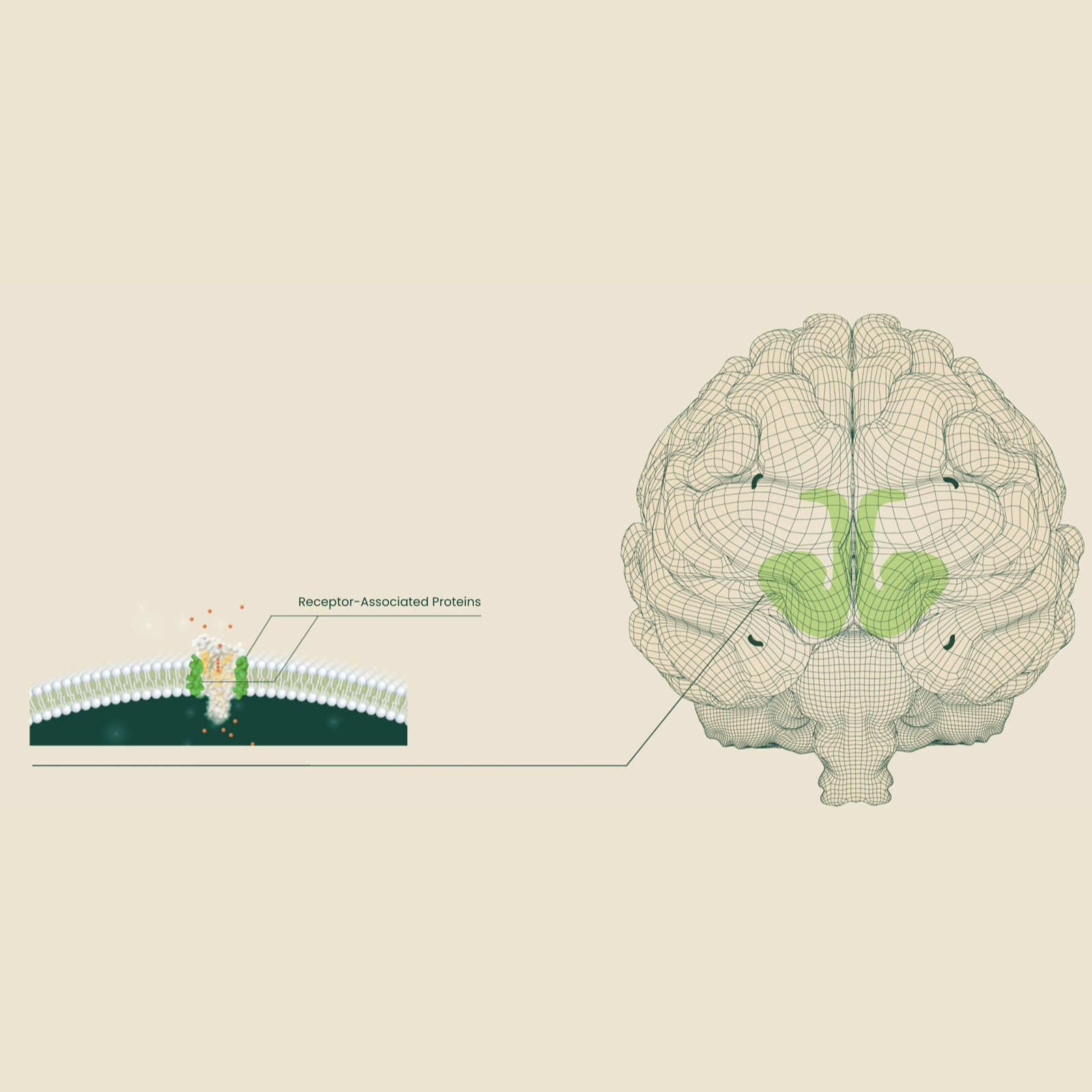 Receptor Associated Proteins Image